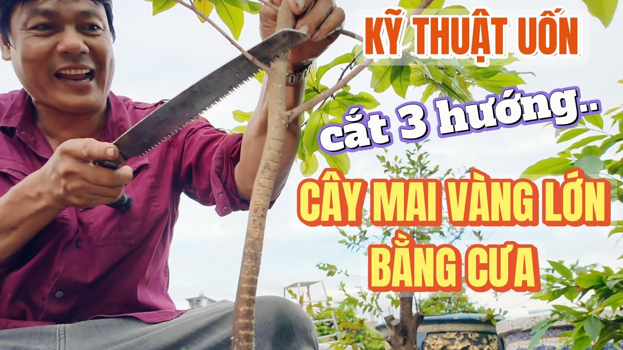 Kỹ thuật uốn cây mai vàng lớn bằng cưa Út Sửa Mai tạo dáng đổ bonsai cây zin SBSG ở vườn Phương Bình