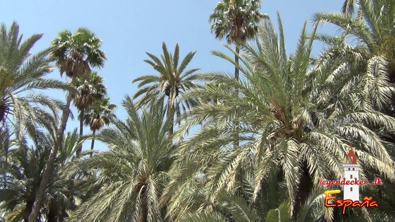 Spanien 2018 - 03 - Der Palmenhain von Elche