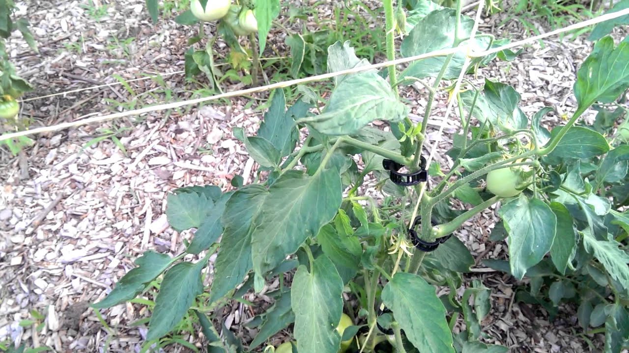 Super Sauce Tomato Garden Tour