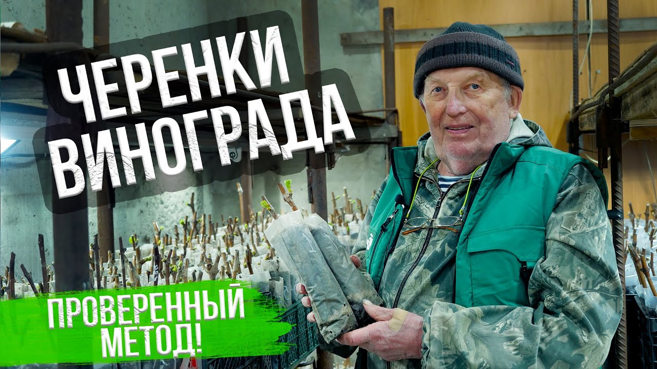 Укоренение черенков винограда. Мастер класс Анатолия Сидоровича. 100% СПОСОБ