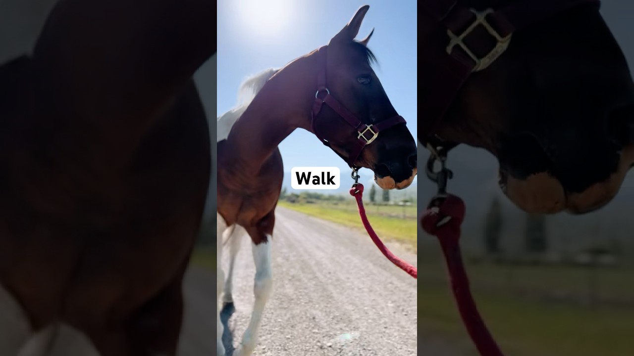 On a walk with my horse. #horse #horses #walk