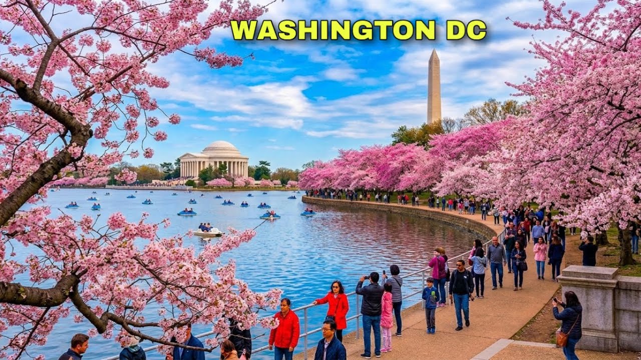 Washington DC Cherry Blossoms 2026 | 4K Virtual Walking Tour Around Tidal Basin