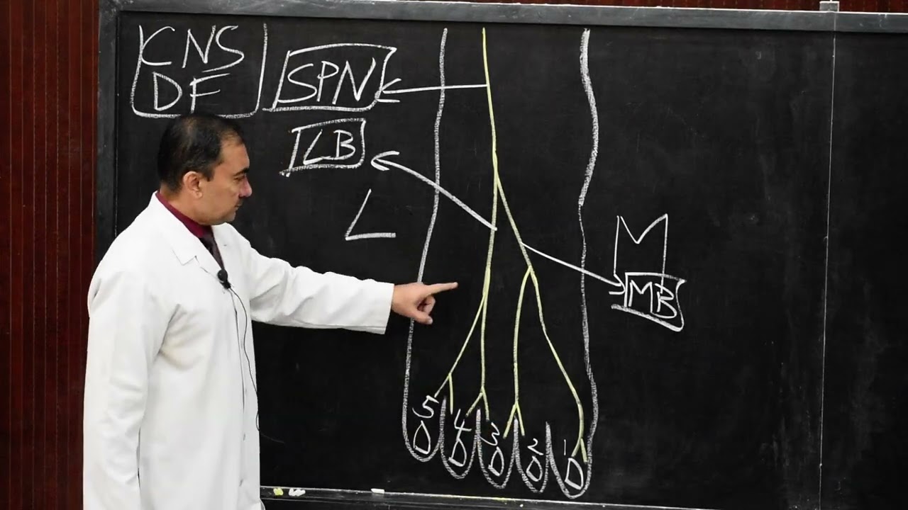 CUTANEOUS NERVE SUPPLY OF DORSUM OF FOOT