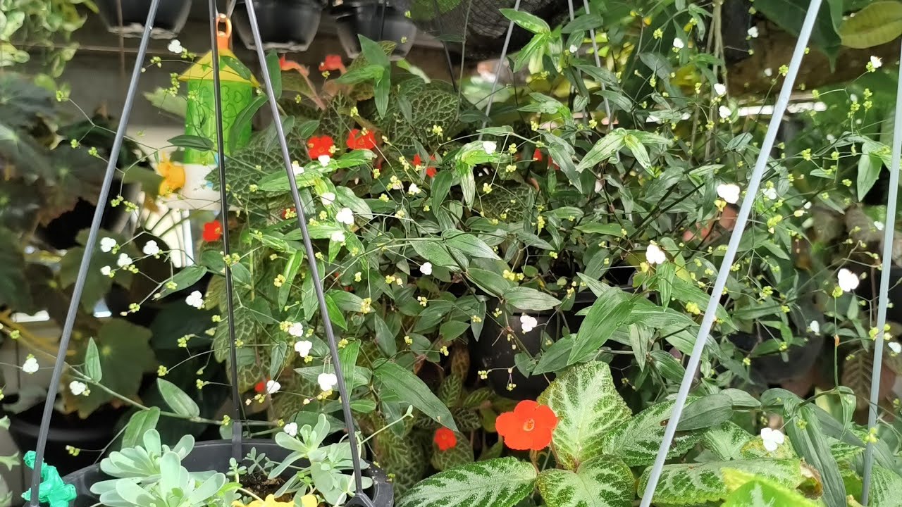 PODEI AS ROSAS DO DESERTO E CUIDEI DAS PLANTAS 