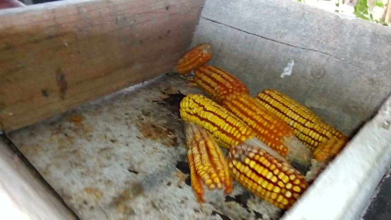 M&aacute;quina de debulhar milho caseira! Em breve fa&ccedil;o um v&iacute;deo mostrando como ela &eacute; feita.