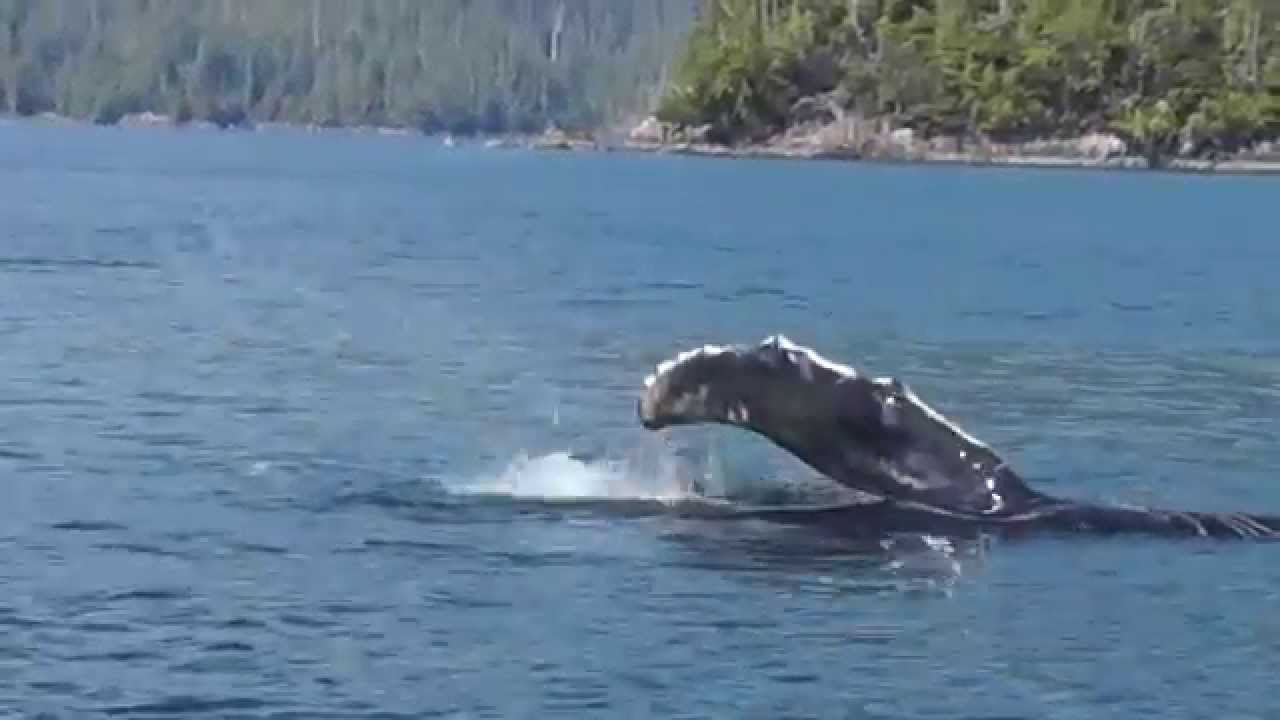 Whale Watching in Tofino