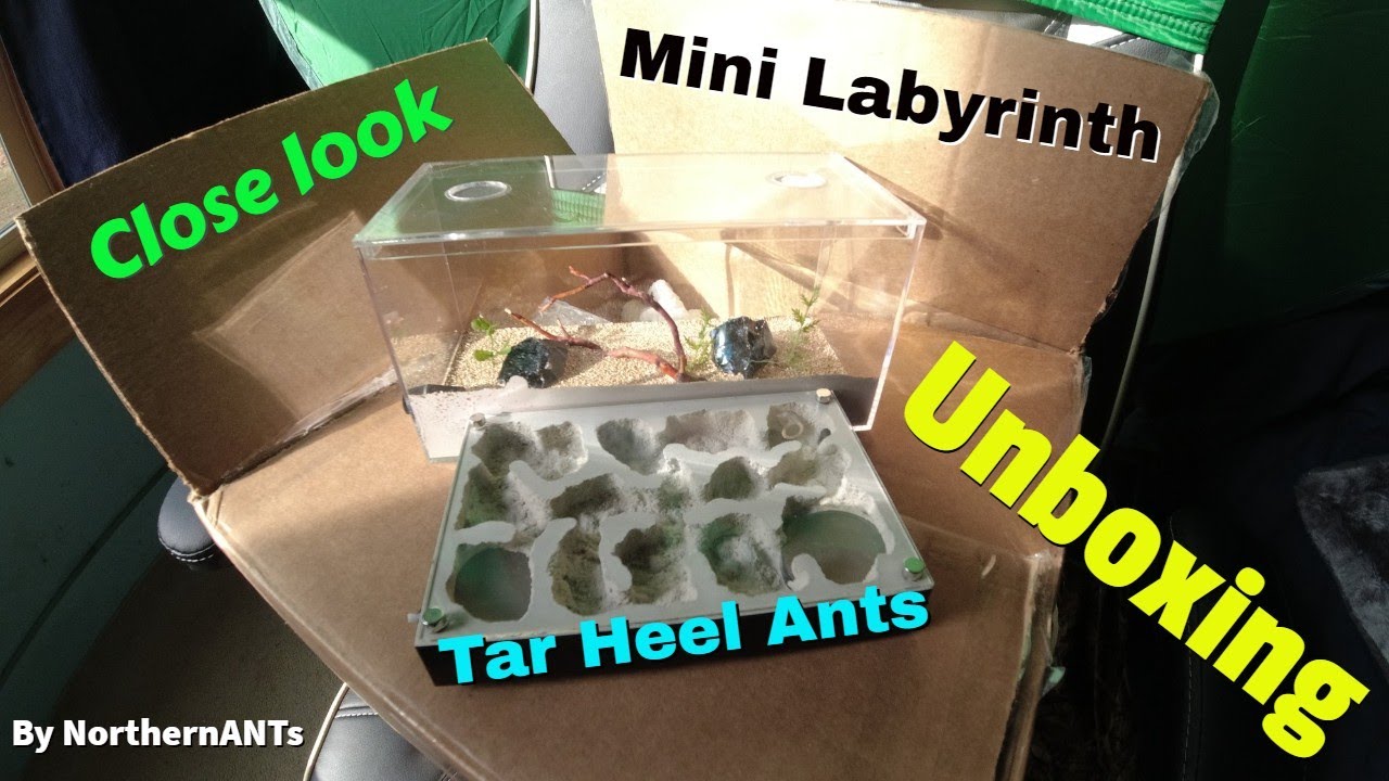 Unboxing, Mini Labyrinth, Tar Heel Ants