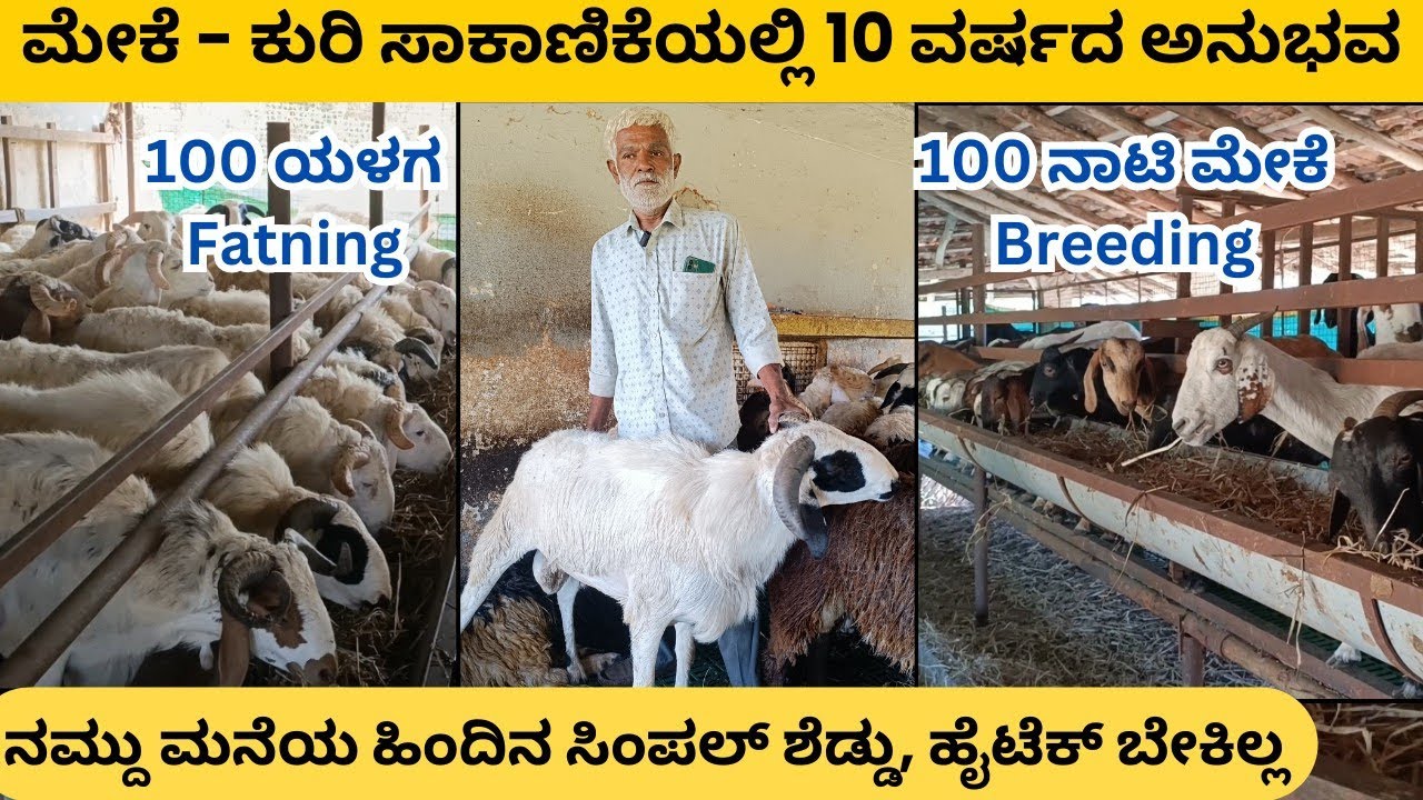 ಕುರಿ ಮತ್ತು ಮೇಕೆ ಸಾಕಾಣಿಕೆಯಲ್ಲಿ ಅನುಭವಿ ರೈತನ ಸಲಹೆಗಳನ್ನು ಹೊಸ ರೈತರು ಪಾಲಿಸಬೇಕು || Sheep farming in kannada