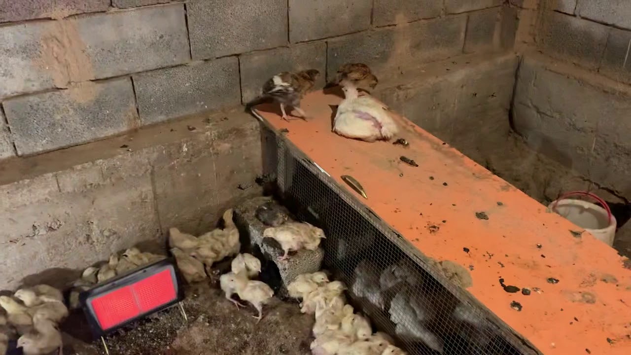 Бройлер бизнесі
