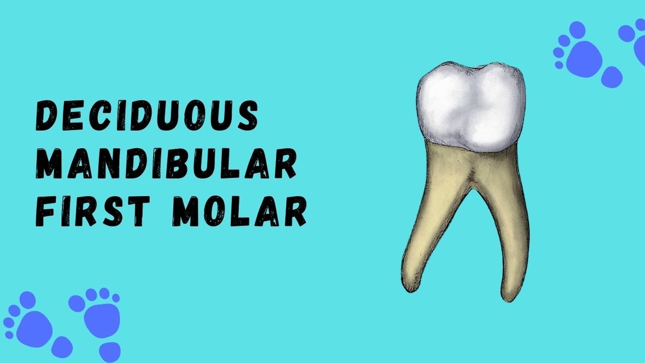 Deciduous Mandibular First Molar | Deciduous Tooth Morphology