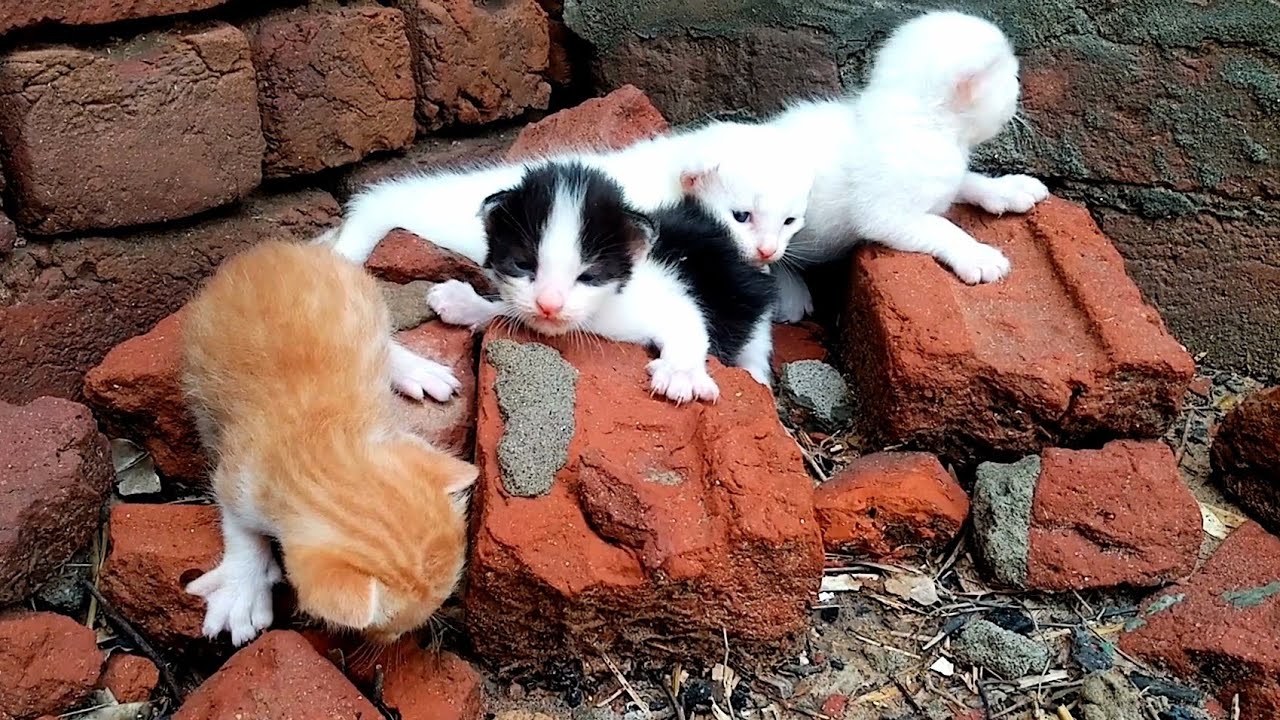 Motherless kittens crying out for their missing mom