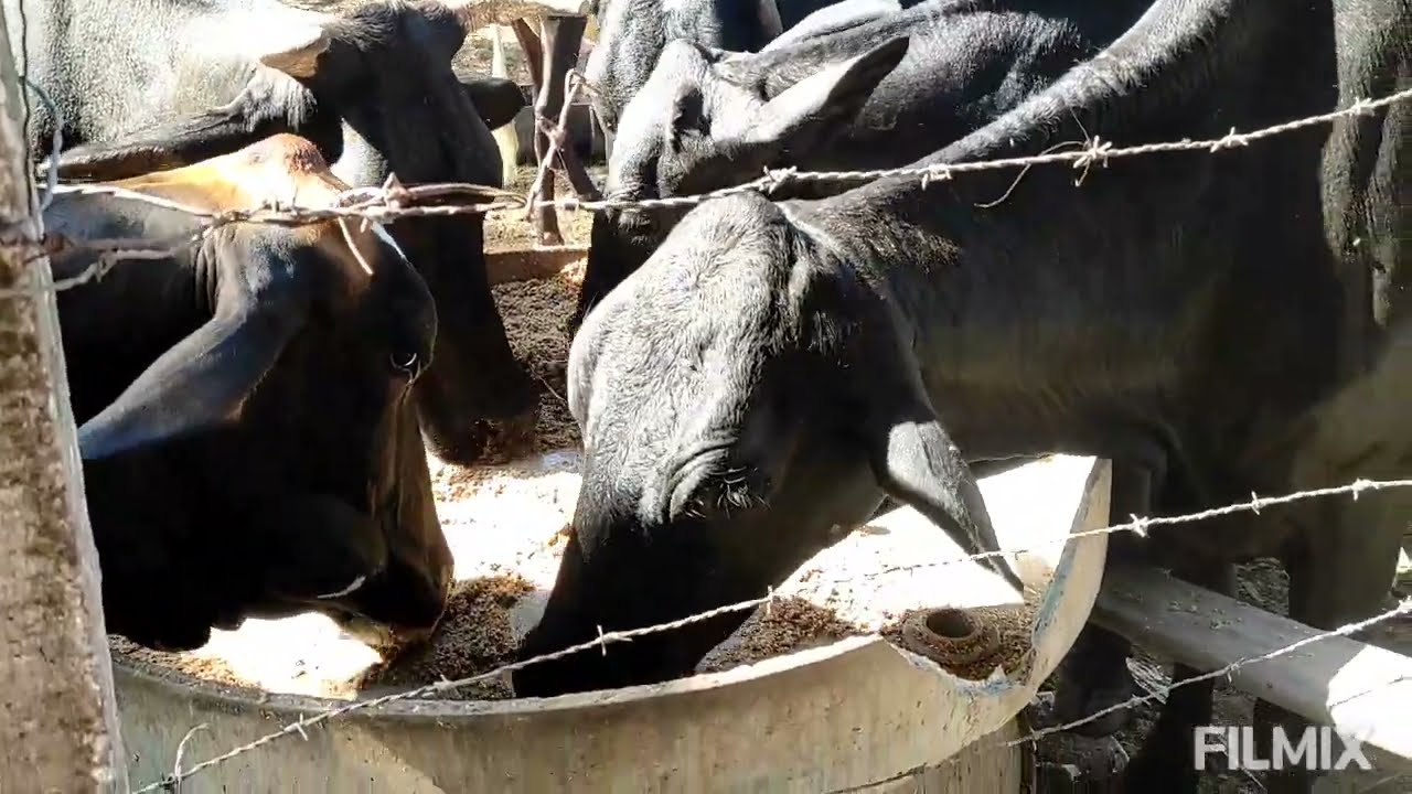 tratando das vacas com cevada