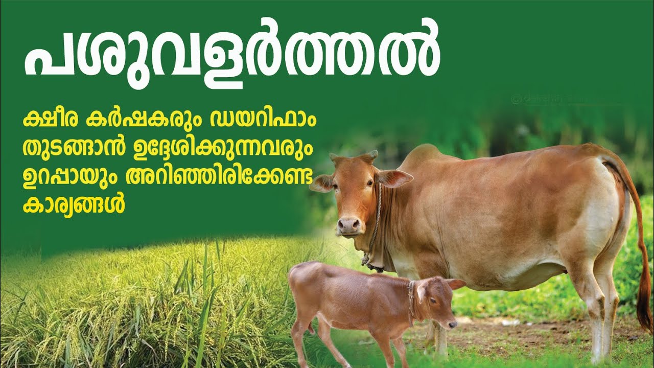 ക്ഷീര കർഷകരും ഡയറി ഫാം തുടങ്ങാൻ ഉദ്ദേശിക്കുന്നവരും ഉറപ്പായും അറിയേണ്ട കാര്യങ്ങൾ