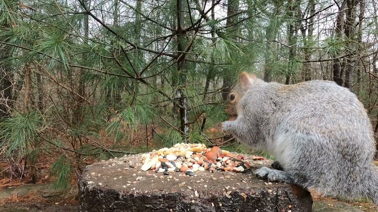 Squirrels, Jays, Tufted Titmouse