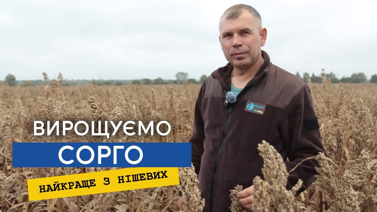Отримали 40 ц/га сорго на піску, а сонях з врожайністю 17 ц/га. Найприбутковіша нішева культура.
