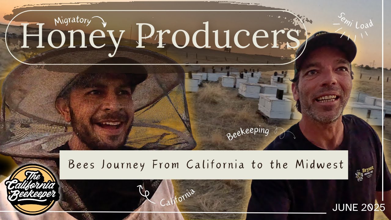Massive Honey Season Kickoff: Bees Journey from California to Wyoming! 🐝🚛