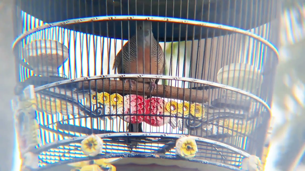Perkutut irama pakem mataraman