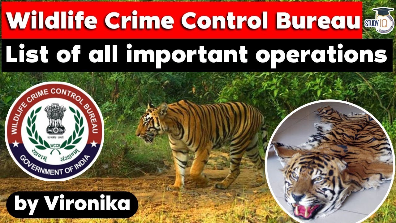 Wildlife Crime Control Bureau role & responsibilities - List of all major operations by WCCB | UPSC