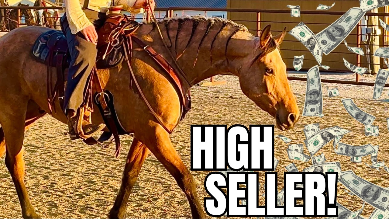 He’s My TOP PICK! BEAUTIFUL Buckskin Friesian Quarter Horse!