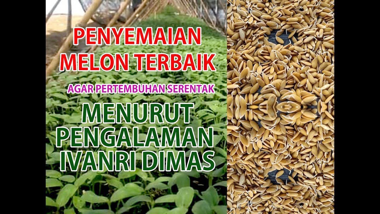 Cara Penyemaian melon terbaik agar perteumbuhan serentak
