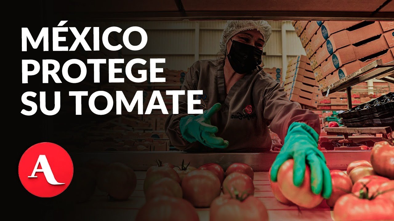 Tomate mexicano: nuevos precios m&iacute;nimos para la exportaci&oacute;n
