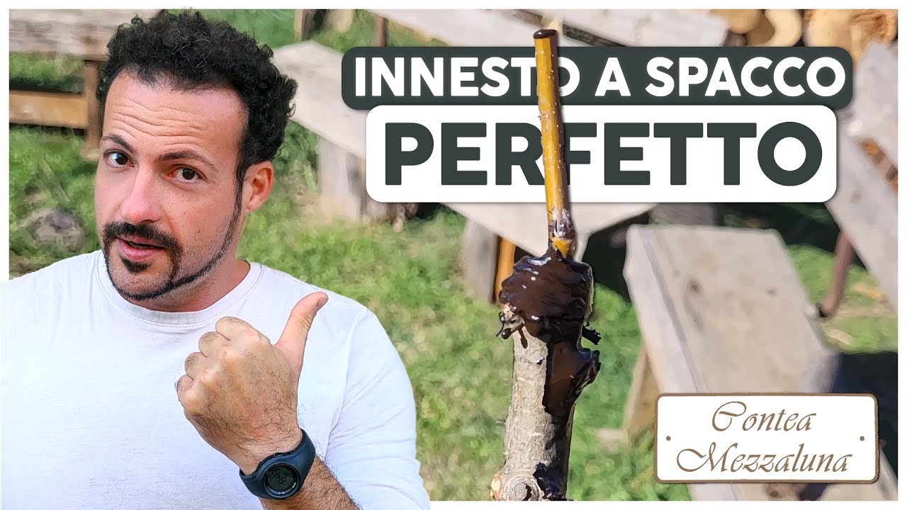INNESTO SU ALBERI: IL PIU' SEMPLICE E SICURO