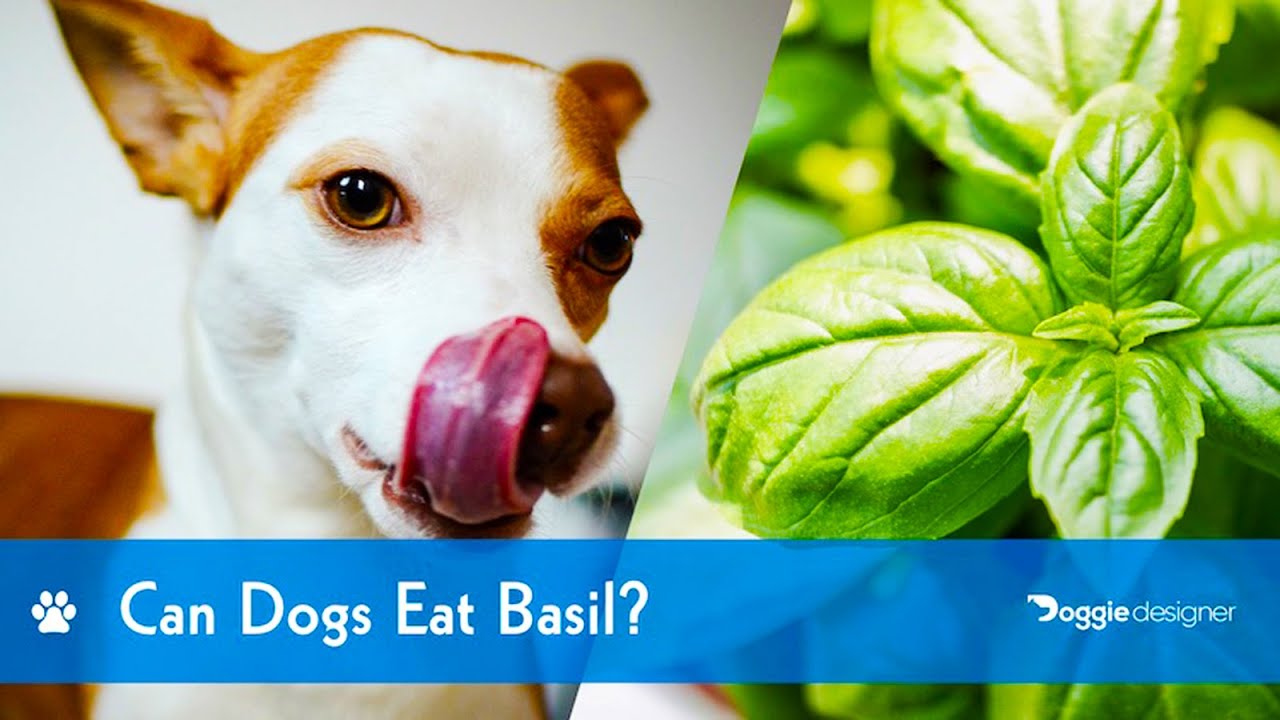 Can DOGS eat BASIL? Why is BASIL good for your DOG?