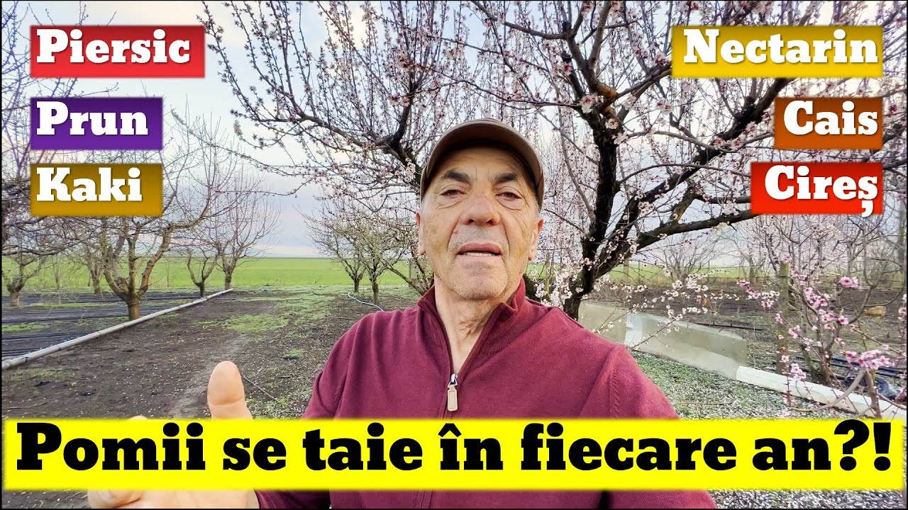 Pomii se taie în fiecare an?!