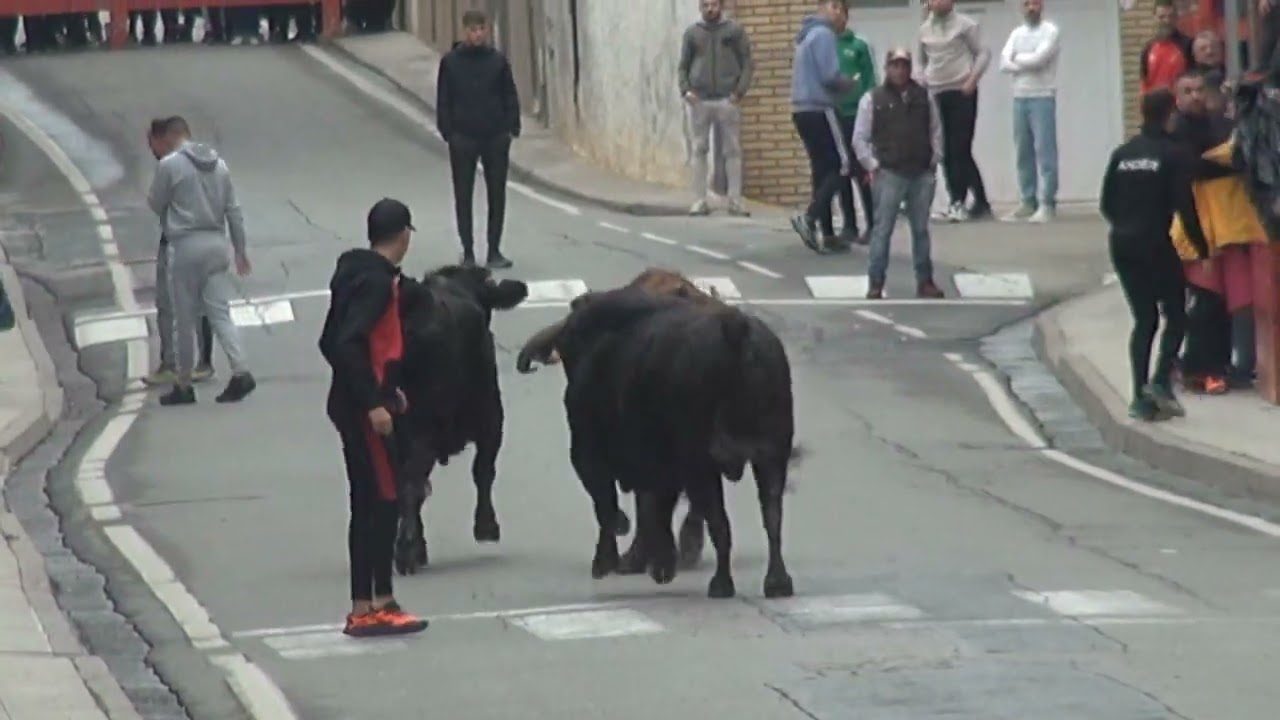 2ª ENCIERRO EN FITERO FIESTAS DE SAN RAIMUNDO 2024 HNOS GRACIA BLASCO