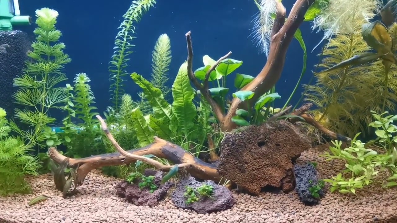 Перезапуск аквариума на грунте Tetra Active Substrate, спустя 7 дней.