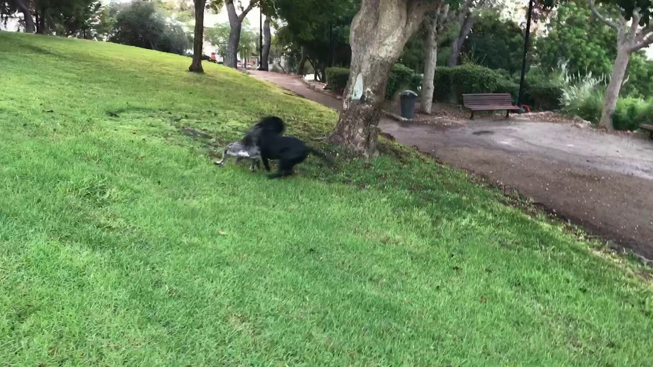 Cane Corso Vs. Giant Schnauzer