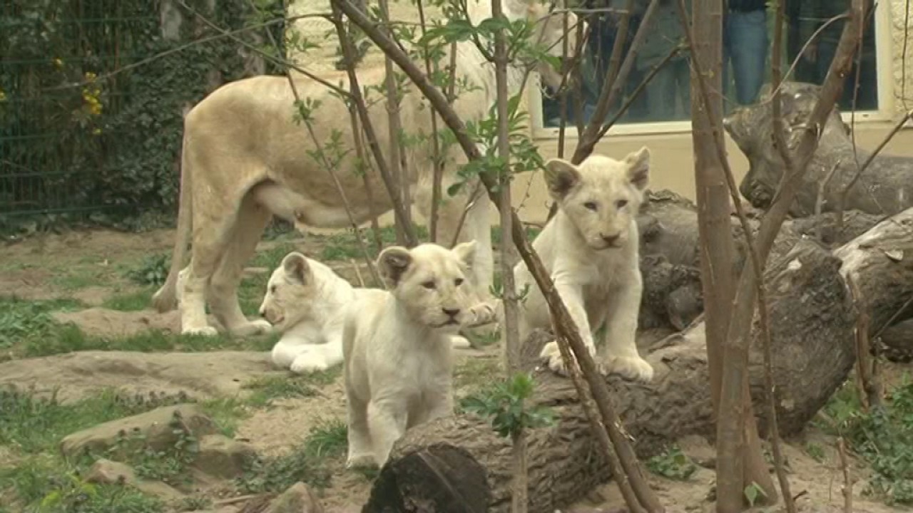 Wei&szlig;e L&ouml;wen-Vierlinge im Magdeburger Zoo getauft