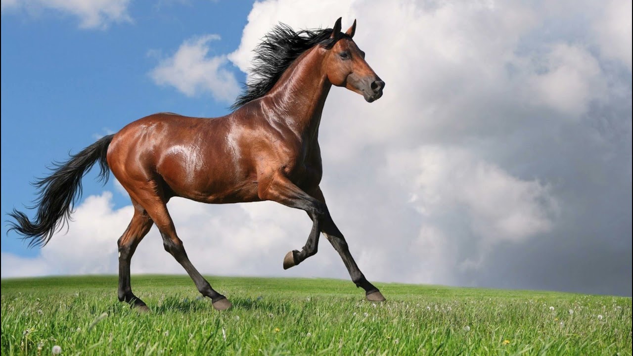 Horse neigh sound (sound effects no copyright )