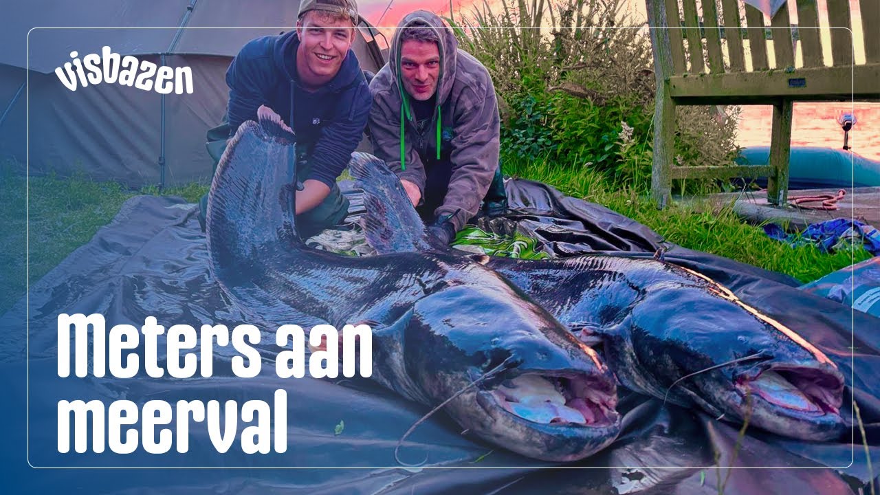 METERS aan MEERVAL in NEDERLAND!🔥| VISbazen #14