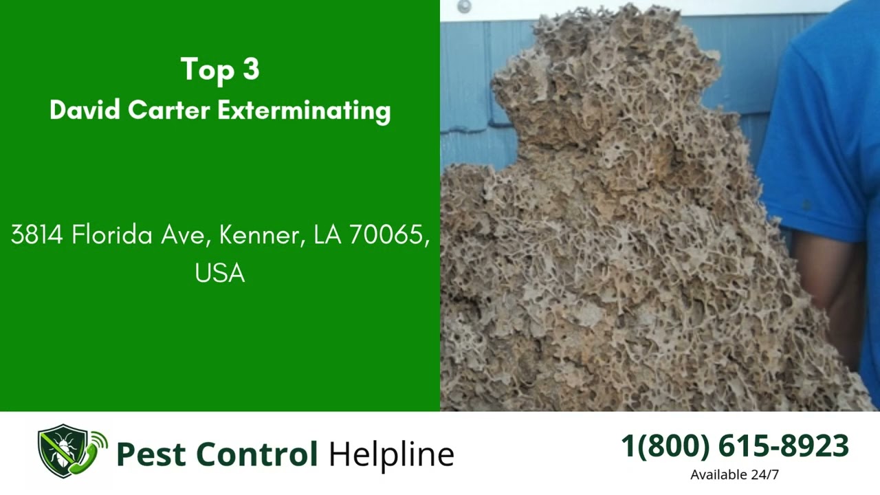 Top 3 Pest Control in Destrehan