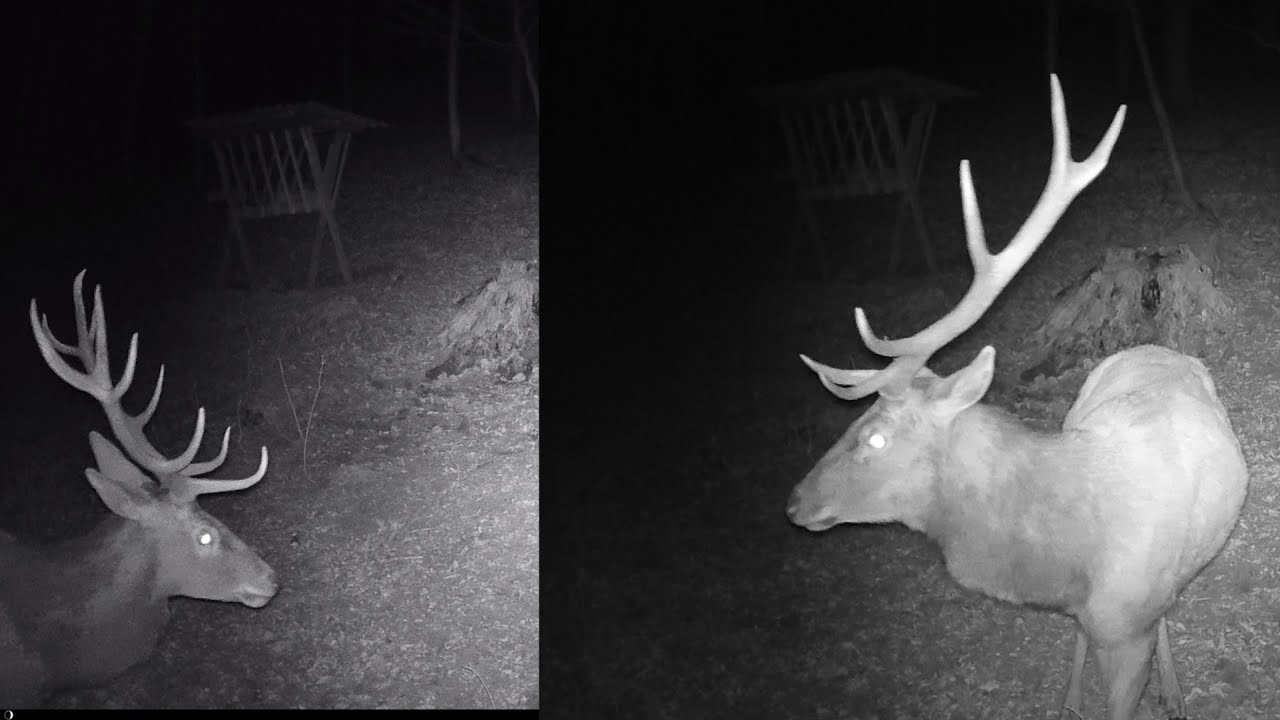 Králi Lesa a ich kamaráti Časť 2. Fotopasca Wachman Solar 4K - Už aj bez parohov 🦌