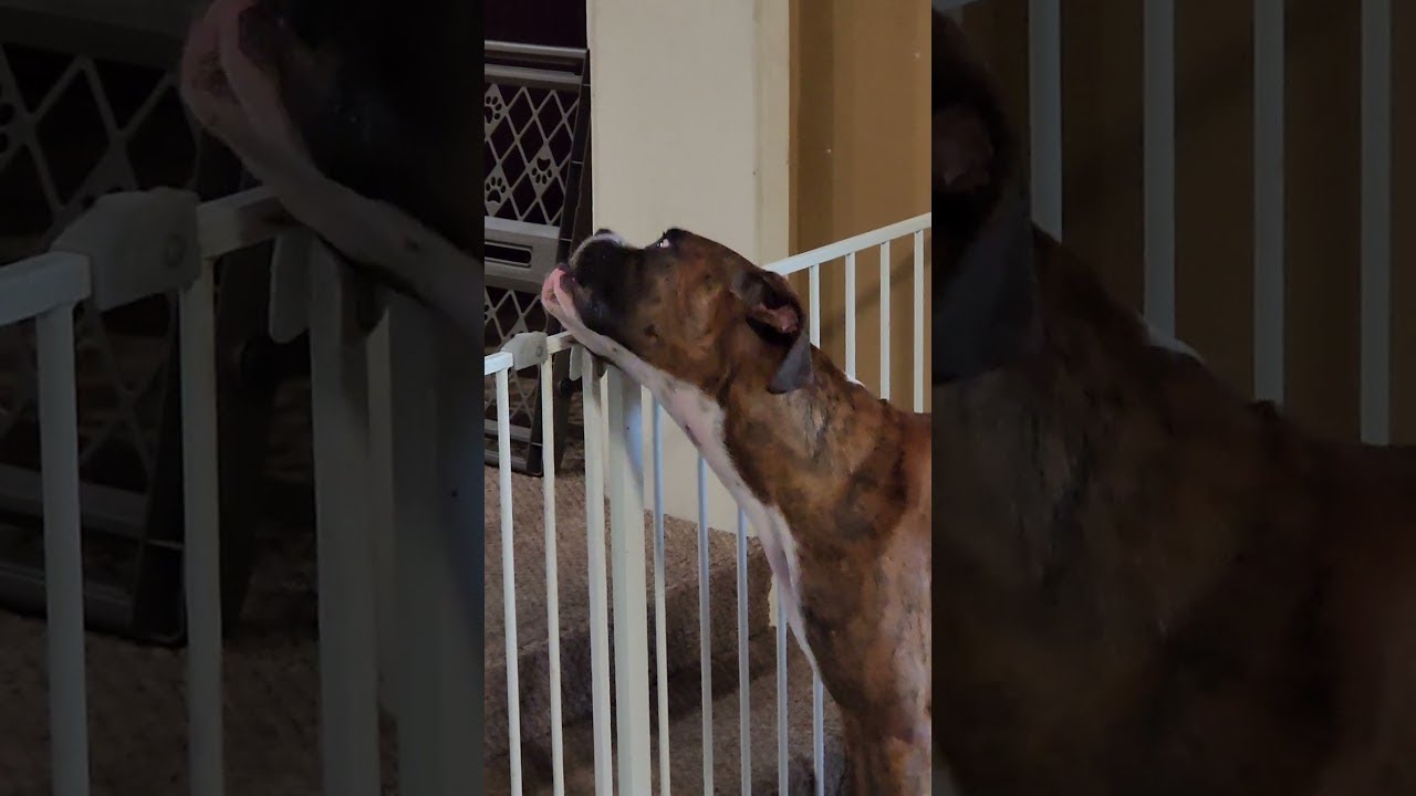 Boxer Breaks Out of Gated Area || ViralHog