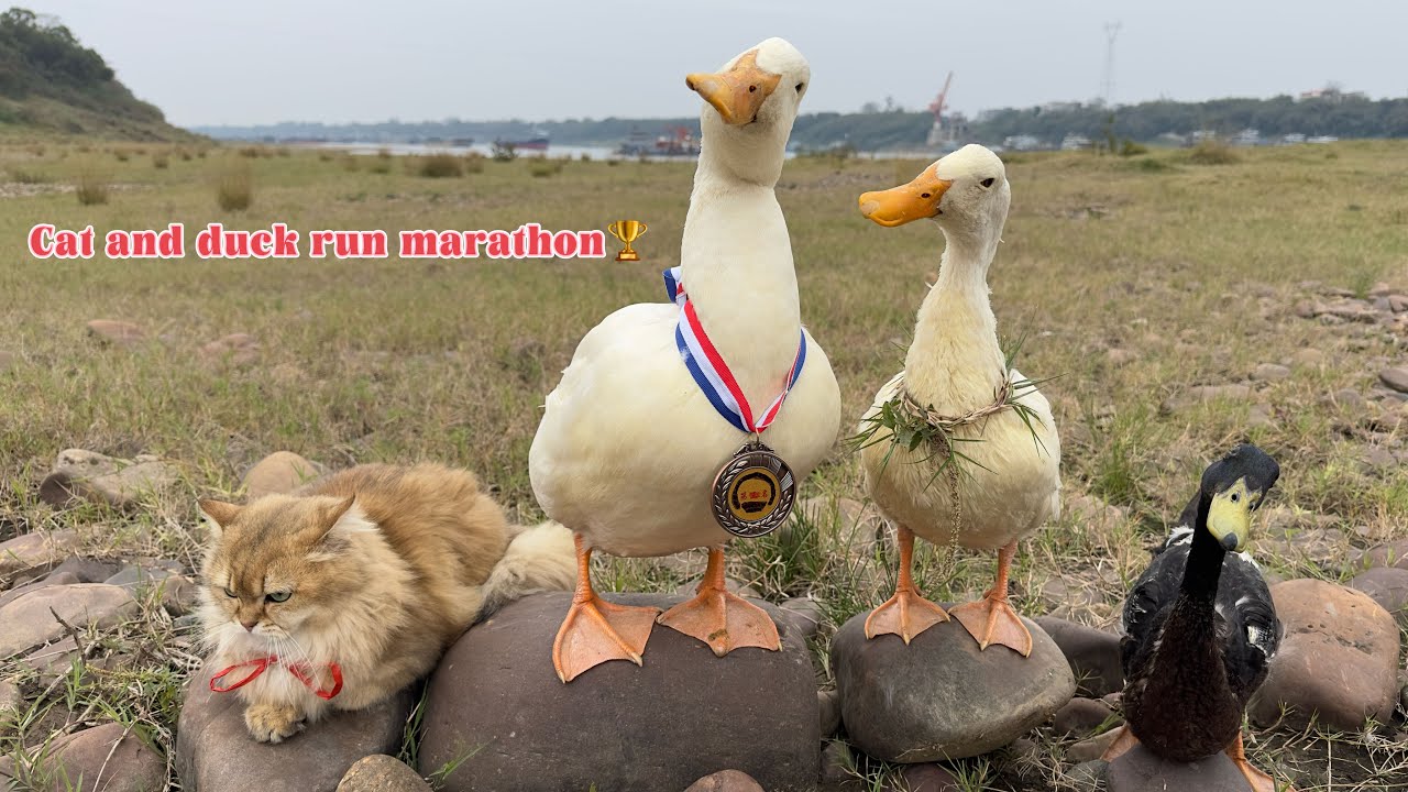 So funny and cute😂! The cat and the duck ran a marathon.The cat is proud and indulgent! surprise me