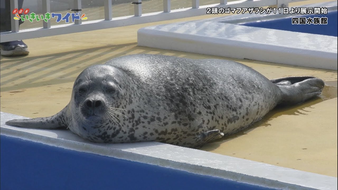 可愛いアザラシが来たよ！「四国水族館でゴマフアザラシ2頭の展示が開始」