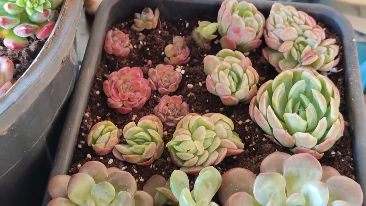 Hilal hanımın kargosu mersin yolcusu🌹🌷#succulent #youtube #benionecikar 