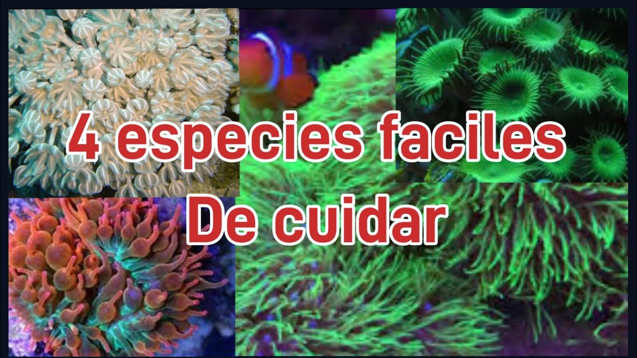 Corales plaga en acuario marino los más fáciles de cuidar xenias, pólipos verde,palitoas