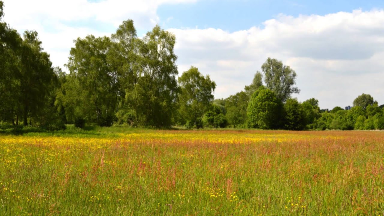 Wandern durch die Ruhrwiesen bei Heisingen 22 5 2015!