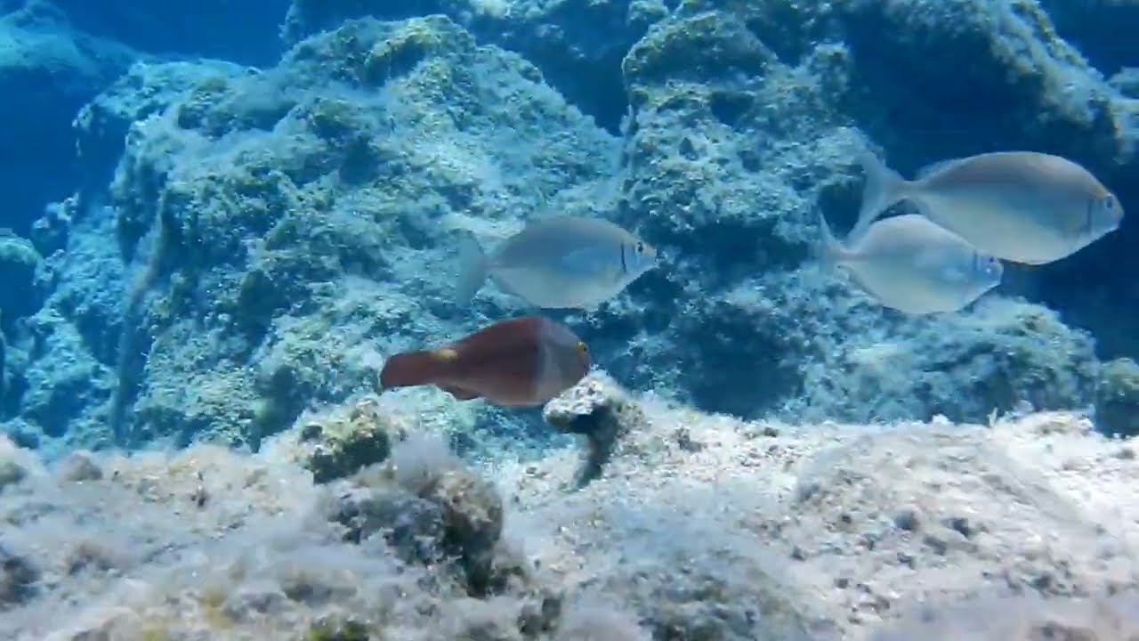 Urlaub Kreta Schnorcheln Koutsounari
