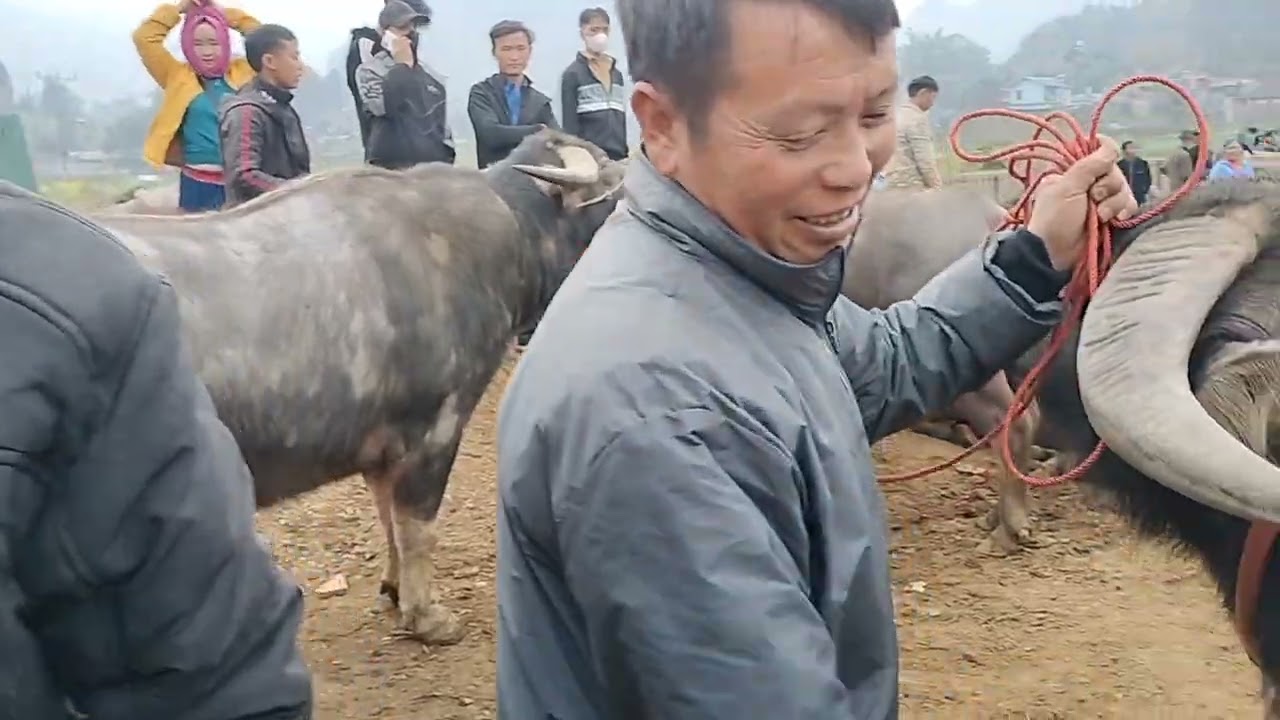 Trâu mẹ chốt rất nhiều 