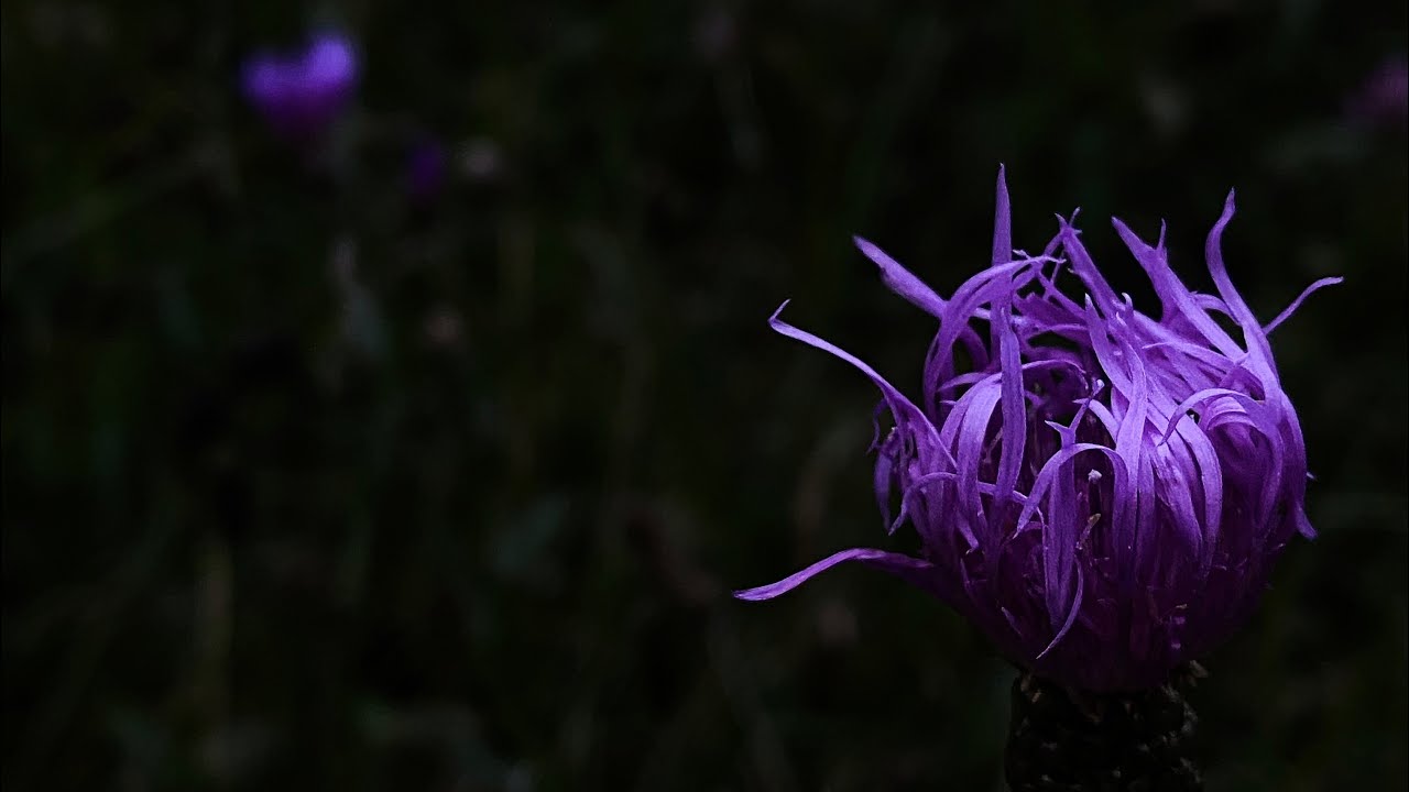 My Interpretation of an Old Czech Song (Byla Cesta, Byla Ušlapaná / A Path Well Trodden)