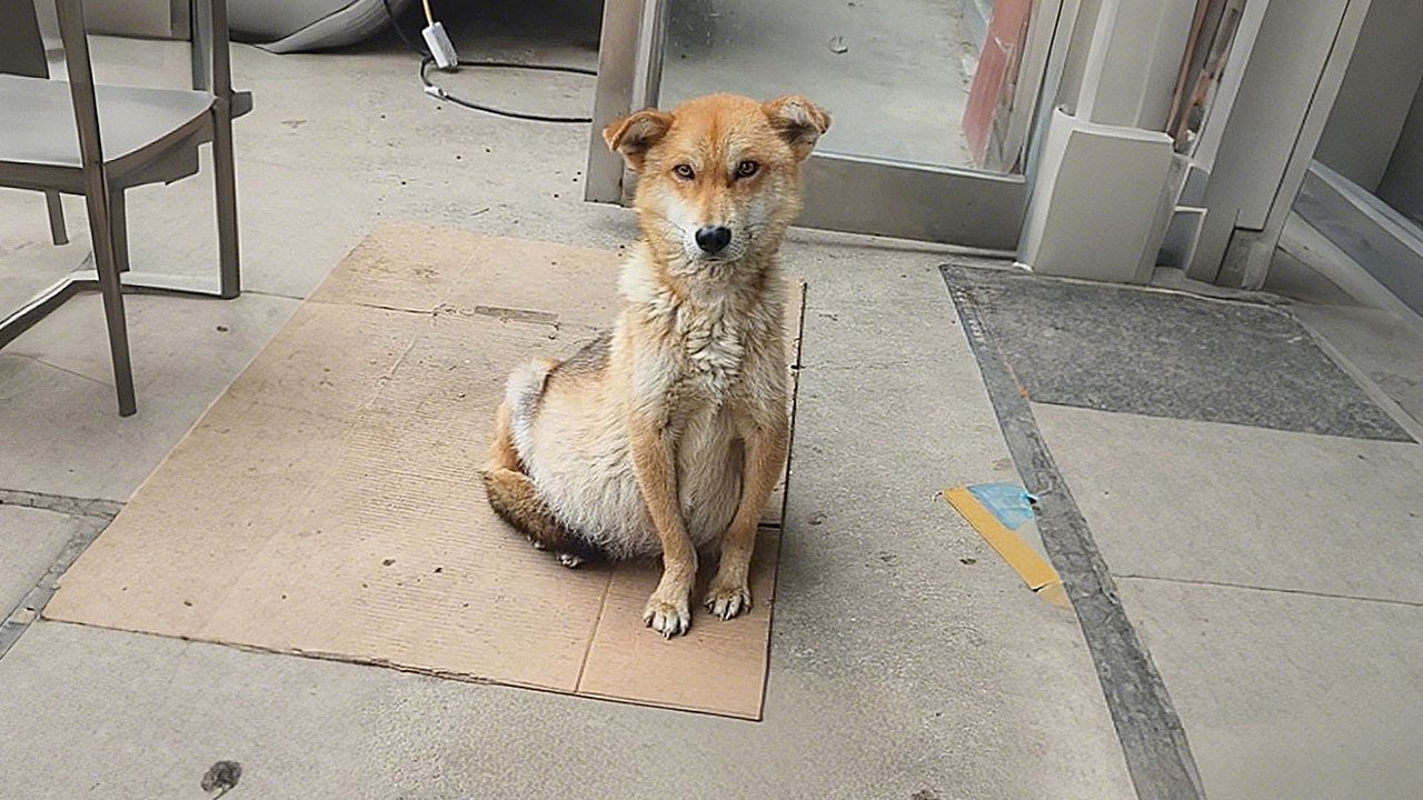 Он не беременен, он болен! Пёс с раздутым животом тайно следил за мной два дня, надеясь на спасение