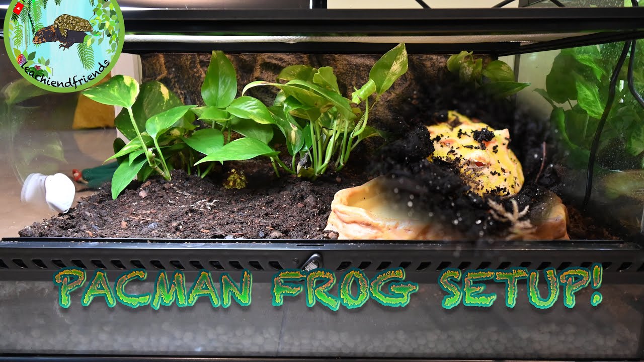 Bioactive Pac-Man Frog Setup!