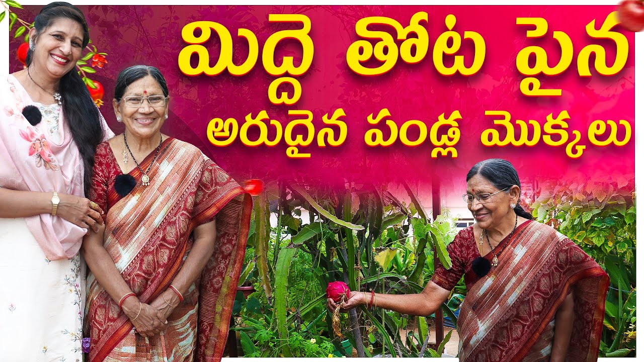 🔴 Rare Fruit Plants in a Beautiful Terrace Garden 🌿 | Terrace Garden Tour in Hyderabad