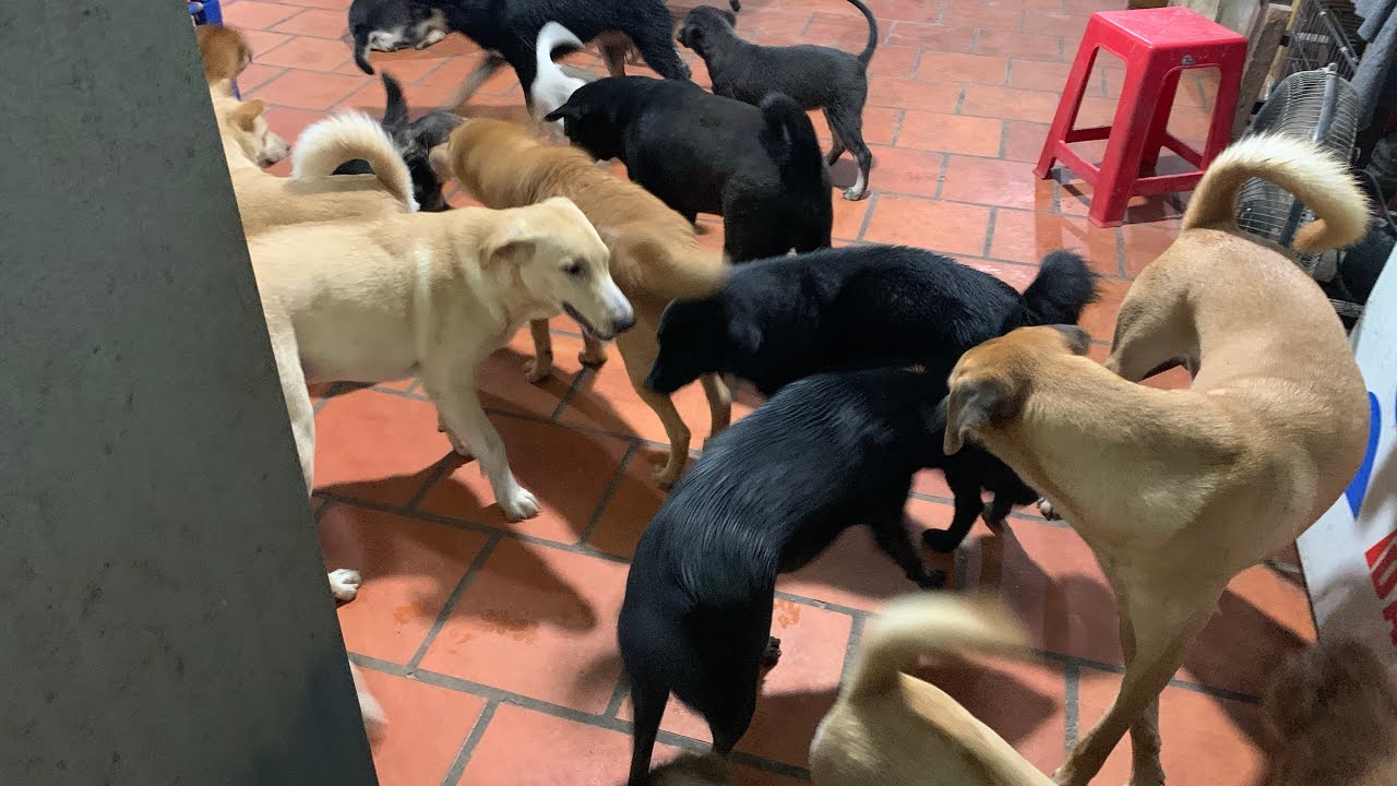 Hôm nay em báo tin rất vui cho cô chú, mừng cho gia đình em!