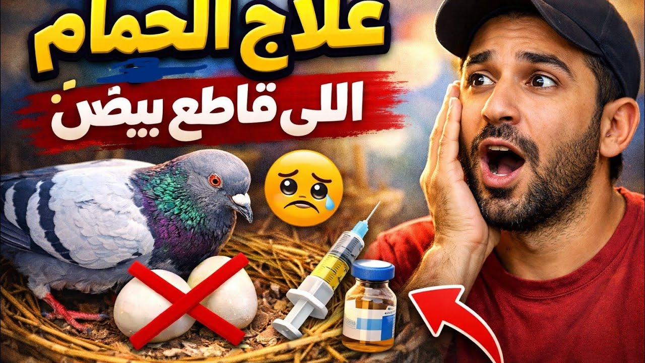افضل علاج للحمام | علاج من الآخر للحمام اللي قاطع بيض | علاج ها يخلي الحمام يبيض بعد اسبوع 